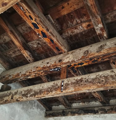 Close-up of a professional report with photos and notes on damp survey results.