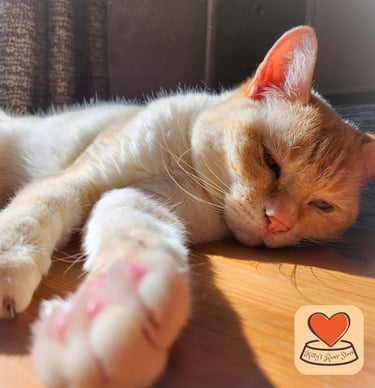Orange and cream British Shorthair cat Ludo sunbathing after eating raw food from Kitty's Rawr Store