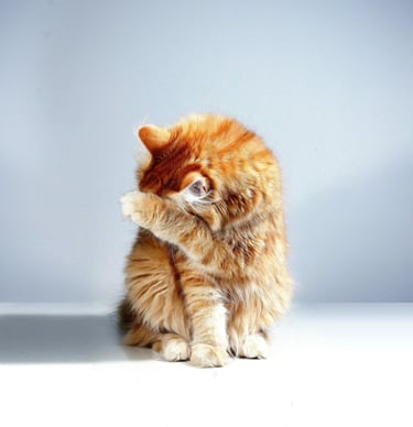 terapia-felv-fiv-koty-retromad1