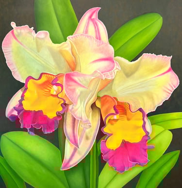 Yellow and Fuchsia Double Cattleya