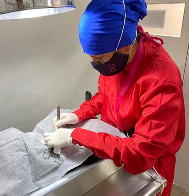 Veterinaria Arlen realizando una cirugía de esterilización