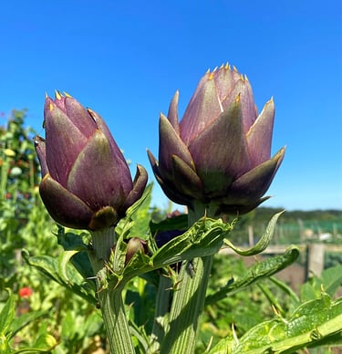 Violet de Provence is a purple globe variety, similar to Green Globe in habit, but with a finer flavour.