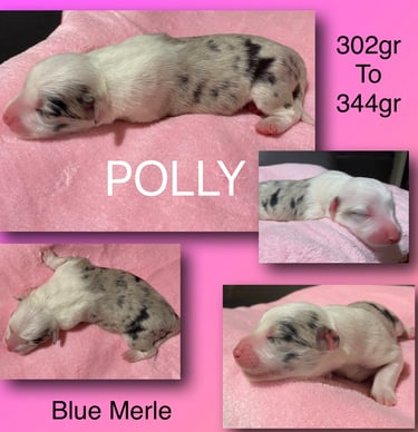 Blue Merle Border Collie 