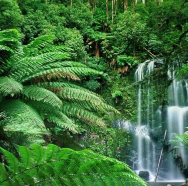 Imagen de selva tropical