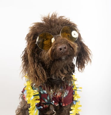 Un perro caniche marrón con gafas de sol, una camisa hawaiana y un collar de flores