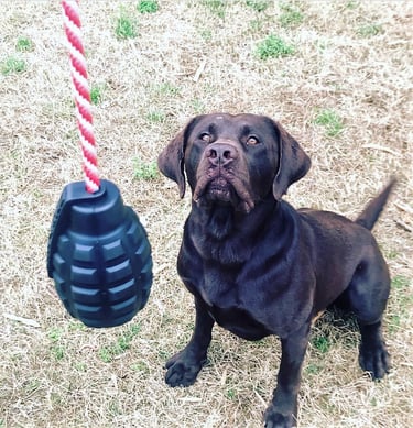 jouets pour chiens