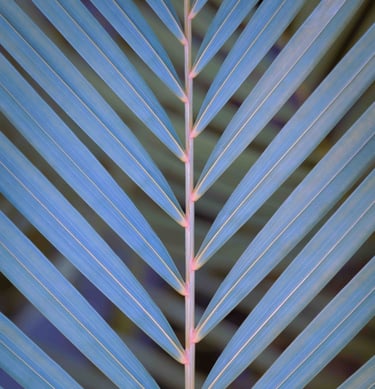 Vibrant shot of a plant in shades of purple and blue.