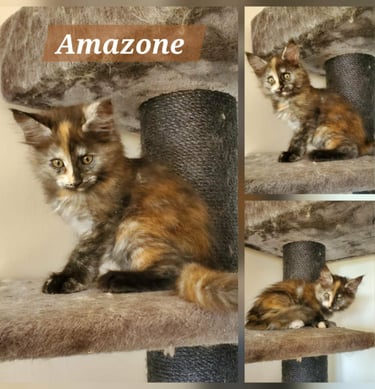 femelle maine coon black tortie smoke