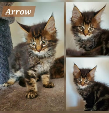 Brown Blotched Tabby