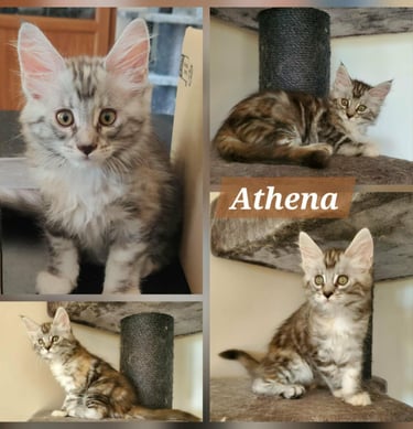 Black Silver Blotched Tortie Tabby