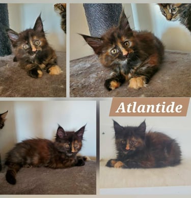 black tortie