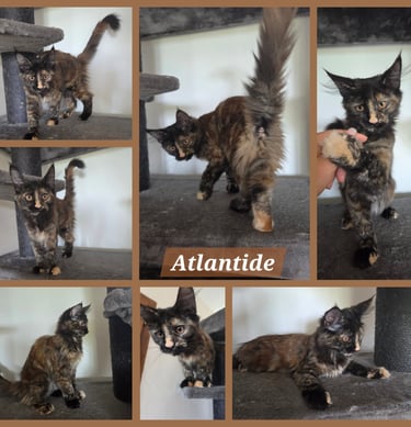 chaton maine coon black tortie