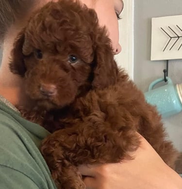 a woman holding a brown puppy puppy in her arms
