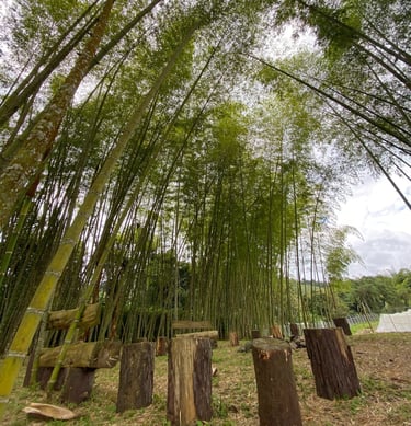 Zona de relajación, hamacas, fogatas.