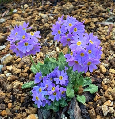 El uso eficaz de las esencias florales - Terapica Holística en Barcelona