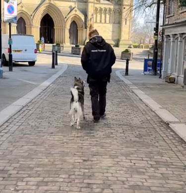 a dog having fun training with Flynn from Birstwith Barkyard harrogate