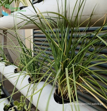 Hydroponic growing system