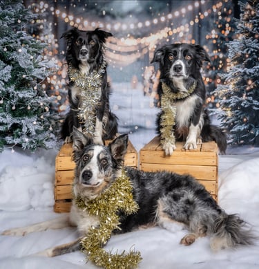 two dogs sitting on a wooden crate with christmas lights