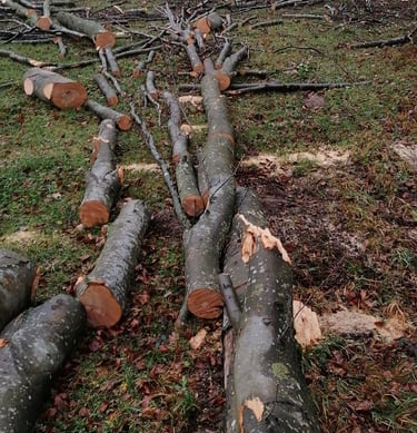 großer gefällter Baum am Boden, bereits in Stücke zersägt