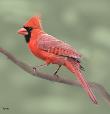 Northern Cardinal  on a branch