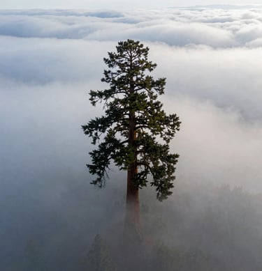 Dramatic aerial shot of a sequoia tree crown piercing through a low-hanging cloud layer over Eugene, Oregon. Majestic and serene atmosphere, cinematic lighting, professional drone work.