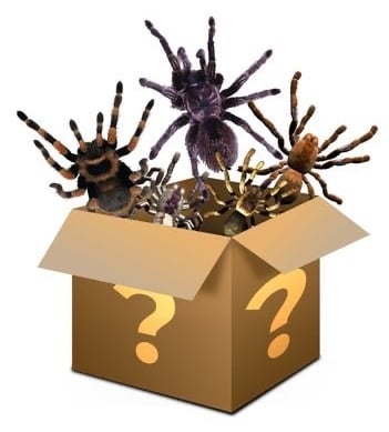 Spider Mystery Box