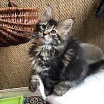 a kitten kitten maine coon polydactyl sitting on a blanket on a couch