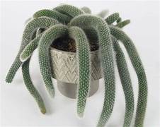 Hildewintera colademononis - Monkey Tail Cactus