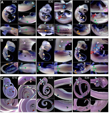 entwicklungsstadien eudibamus embrio