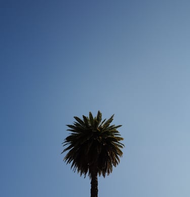 Tall, solitary palm tree trunk set against a pale blue sky, by ACAT Photos