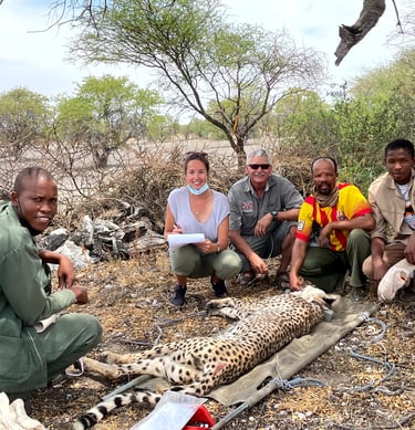 Dr Erik and the research team placing a satellite tracking collar on a immobilized cheetah