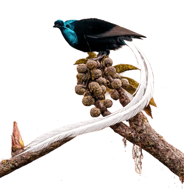 Ribbon-tailed Astrapia bird with long white tail feathers perched on a branch with fruit.