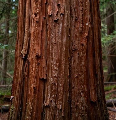 A vertical close-up photograph of a redwood tree trunk's textured reddish-brown bark, natural daylight highlighting the deep ridges, North American forest context.