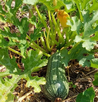 courgette