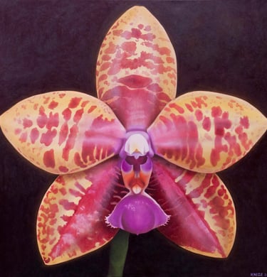 Yellow and Red Spotted Phal