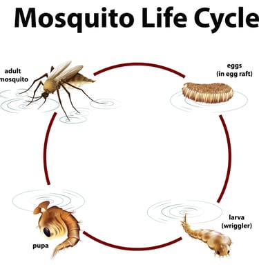 a mosquito fly insect insect insect insect insect insect insect insect insect insect insect insect insect