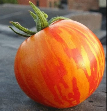 Red Zebra Tomato