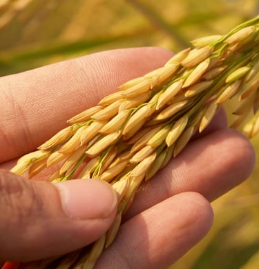 basmati rice crops skbr export