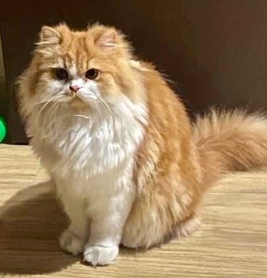 Tommy - Single Male Orange & White Domestic Long Hair