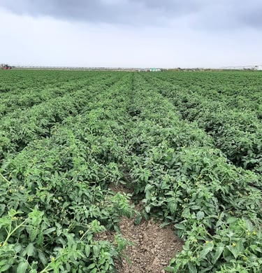 champ-de-tomate-tepro