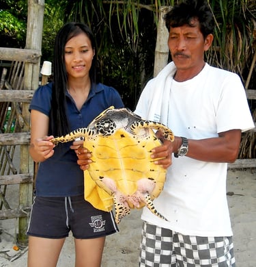 Sea Turtle on Guimaras Island, Philippines