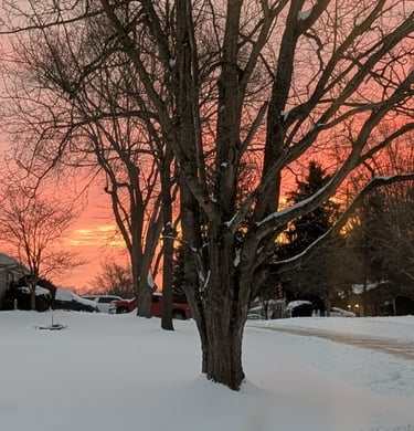 Tree standing tall in tough season of winter representing how women are the tree, standing tall