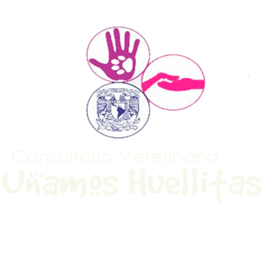 Unamos Huellitas | Consultorio Veterinario