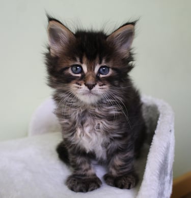 a kitten kitten sitting on a white blanket