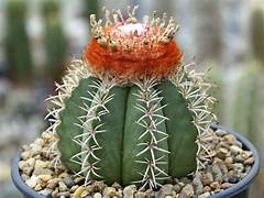 Melocactus matanzanus Cactus