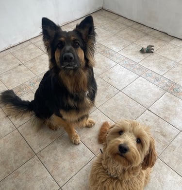 Pet Sitting Willow the German Shepherd & Ruby the Goldendoodle