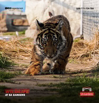 Real Estate Digital Marketing Portfolio Sajeer Imran