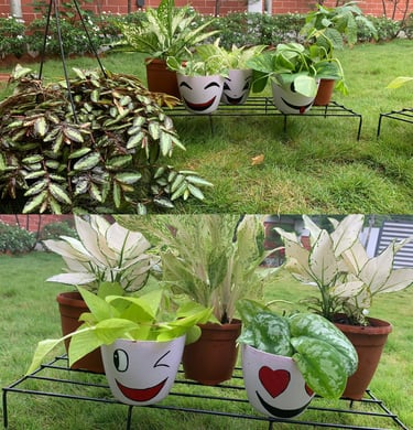 gift emoji planter