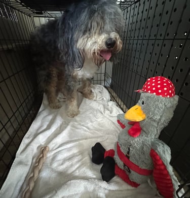 Happy guests resting comfortably after a fun day at Barkbnb Fair Oaks