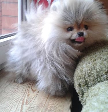 venta de perro pomerania argentina